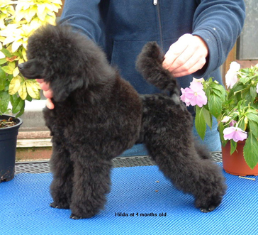 Vanitonia 2024 toy poodles